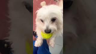 Jouer avec Bichon maltais fou 😜 music remix caniche bichonmaltes joy [upl. by Eniamerej]