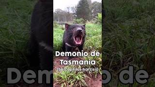 Demonio de Tasmania Sarcophilus harrisii animal animals marsupial tasmaniandevil [upl. by Modeerf400]