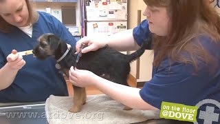 How to Administer Vaccines to Canine Patients [upl. by Maia150]