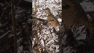 My argus monitor tripoding animal reptiles florida pet monitor lizard outdoors chiccen walk [upl. by Meean]