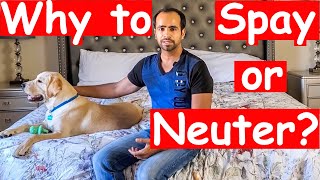 What is Spay or Neuter and Why Should You Spay or Neuter your Dog Everything You Need to Know [upl. by Edylc]