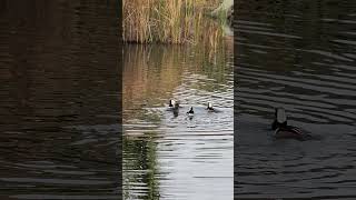 Hooded Merganser mating game birds amazingvancouver nature wildvancouver [upl. by Iila]