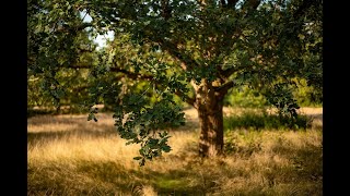 Die Eiche  Heilkräfte Donar Gott und Ahnenbaum [upl. by Aititel272]