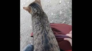 The cat Themistocles uses my backpack as a bed Kerameikos [upl. by Karoline226]