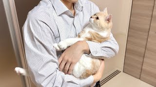 1ヶ月ぶりに大好きな飼い主と再会したら猫が大喜びでこうなっちゃいました笑 [upl. by Anaehr986]