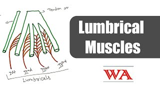 Lumbrical Muscles World of Anatomy [upl. by Harold151]