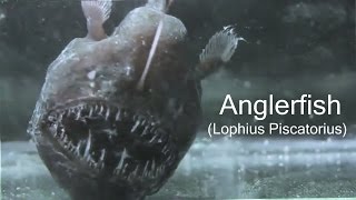 Anglerfish Lophius Piscatorius [upl. by Gnem]