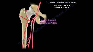 Avascular necrosis of the hip and the blood supply to the femoral head [upl. by Rabassa]