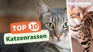 Top 10 Katzenrassen [upl. by Cathyleen170]