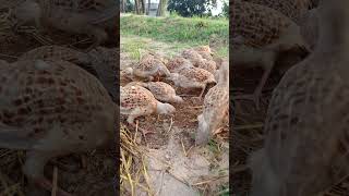 Irani Partridge birds [upl. by Augustine]