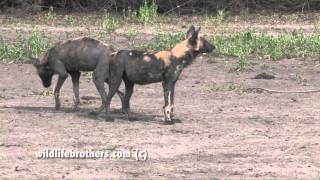 Wild dogs Selous [upl. by Okorih]