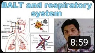 Bronchusassociated lymphoid tissue BALT and respiratory system physical barriers lecture 3 [upl. by Laddy]