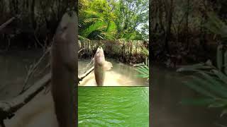 Sobatmancingtv fishing fishingvideo fish fishinglife fishvideo sobatmancing [upl. by Ayhtak]