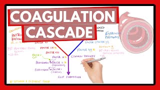 Coagulation Cascade  Easy Way To Remember Intrinsic vs Extrinsic Pathways  PT or PTT [upl. by Atilemrac844]