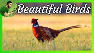 Beautiful Birds  The RingNecked Pheasant [upl. by Ellennoj]