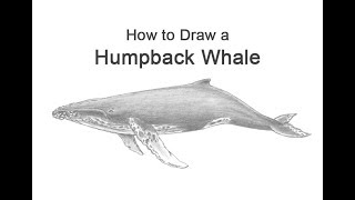 How to Draw a Humpback Whale [upl. by Demetre]