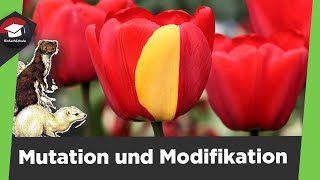 Mutation und Modifikation einfach erklärt  Genotyp und Phänotyp  3 Mutationsarten einfach erklärt [upl. by Anaejer]