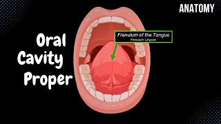 Oral Cavity Proper Palate amp Tongue  Oral Cavity Anatomy [upl. by Alejandro]