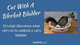 Helping A Cat With A Blocked Bladder [upl. by Yerggoeg570]