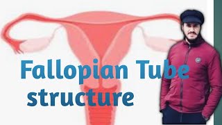 Fallopian tube structure [upl. by Derward]