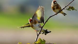 A beautiful off goldfinch [upl. by Aym]