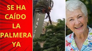 La palmera de Sevilla Retransmisión Caída en directo parmera viral caída [upl. by Johannessen979]