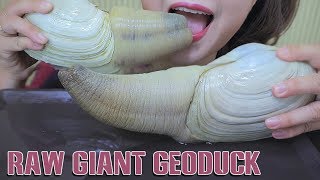 ASMR RAW GIANT GEODUCKS WITH KIMCHI EXOTIC FOOD ETREME CHEWY EATING SOUNDS  LINHASMR [upl. by Tehcac464]