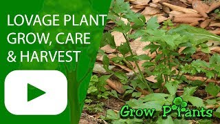 Lovage  growing care and harvest  Levisticum officinale [upl. by Cozza]