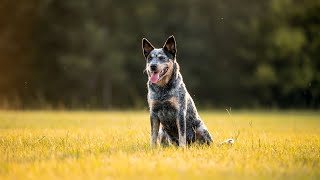 Unlock the Intelligence of an Australian Cattle Dog [upl. by Verneuil839]