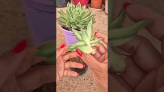 Propagation echeveria agavoides succulent plants [upl. by Eural]