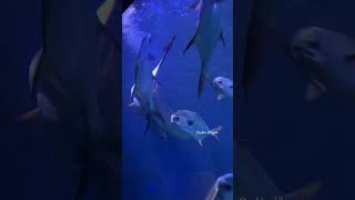 😍Sharks in Marine Kingdom🦈 vgpmarinekingdom [upl. by Allerbag921]