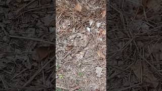 Rincorrendo una farfallina bianca Chasing a little white butterfly butterfly asmr [upl. by Narik]