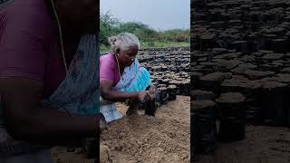 Mangrove Nursery Preparation work in Pulicat by MFI [upl. by Torp]