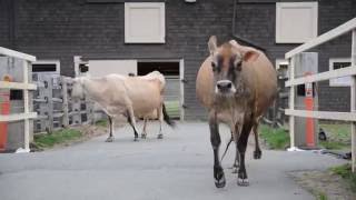 Jersey Cows Let Out After the Winter [upl. by Asum]