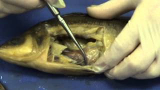 Perch dissection [upl. by Teddman]