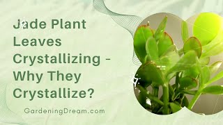 Jade Plant Leaves Crystallizing – Why They Crystallize [upl. by Silin314]