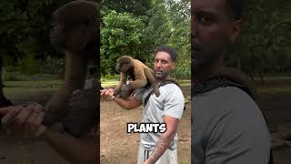 TY vs Woolly Monkey 🥊  TYFROMTHEWYLD WoolyMonkey Animals Fun jungle forest primate [upl. by Tamiko]