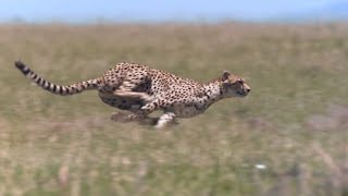 Cheetah  Chase Compilation [upl. by Merow]