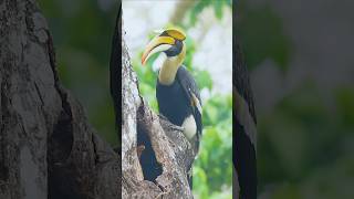 Knobbed hornbill Bird 🐦 [upl. by Alehs68]