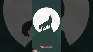 wolf wolfsounds art wolfsong animation wolfmix wallpaper howlinwolf [upl. by Turley]