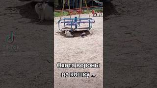 Охота вороны на кошку кошка ворона 110524 [upl. by Uba]