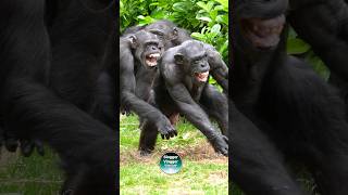 Chimpanzee Meltdown chesterzoo chimpanzees [upl. by Yusuk]