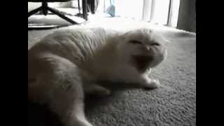 Funny video  Possessed cats [upl. by Clayson848]