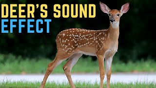 Deer Sound Effect Antelope and Gazelle  Antelope Sounds [upl. by Sig141]