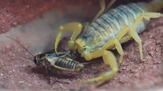 Feeding a Deathstalker Scorpion [upl. by Hamimej298]