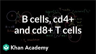 Review of B cells CD4 T cells and CD8 T cells  NCLEXRN  Khan Academy [upl. by Timothee387]