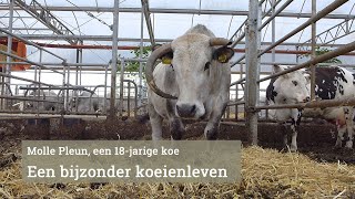 Molle Pleun een koe van achttien jaar let op slachting in beeld [upl. by Bander87]