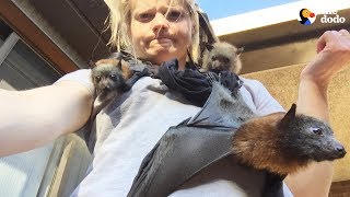 LIVE Rescue Bats From Australia for National Bat Appreciation Day  The Dodo LIVE [upl. by Calvano]