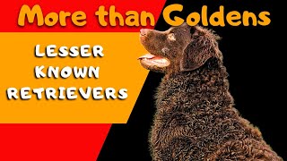 Discover the Unsung Retrievers Beyond the Golden Glow [upl. by Schaumberger]