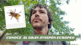 CONOCE AL GRAN AVISPON EUROPEO naturaleza vespacrabo avispa insects vidarural [upl. by Cathi]